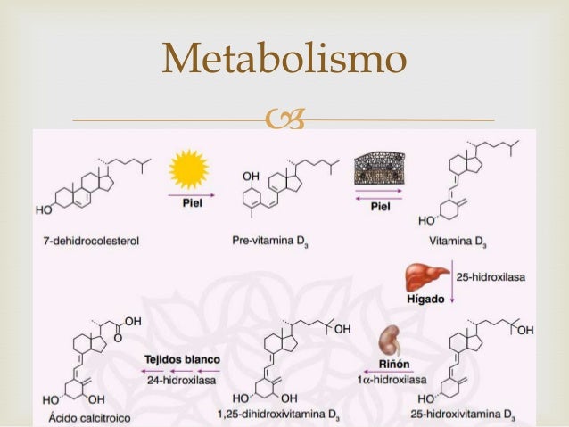 10 cosas sobre definicion de metabolismo basal