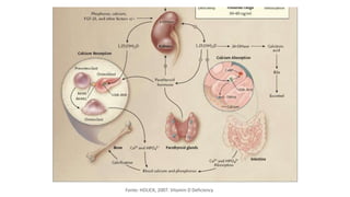 Fonte: HOLICK, 2007. Vitamin D Deficiency
 
