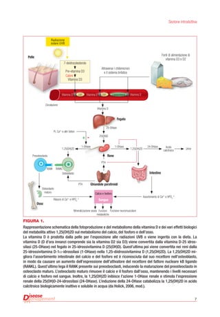 7
Sezione introduttiva
Figura 1.
Rappresentazione schematica della fotoproduzione e del metabolismo della vitamina D e dei vari effetti biologici
del metabolita attivo 1,25(OH)2D sul metabolismo del calcio, del fosforo e dell’osso.
La vitamina D è prodotta dalla pelle per l’esposizione alle radiazioni UVB o viene ingerita con la dieta. La
vitamina D (D d’ora innanzi comprende sia la vitamina D2 sia D3) viene convertita dalla vitamina D-25 idros-
silasi (25-OHase) nel fegato in 25-idrossivitamina D (25(OH)D). Quest’ultima poi viene convertita nei reni dalla
25-idrossivitamina D-1α-idrossilasi (1-OHase) nella 1,25-diidrossivitamina D (1,25(OH)2D). La 1,25(OH)2D mi-
gliora l’assorbimento intestinale del calcio e del fosforo ed è riconosciuta dal suo recettore nell’osteoblasto,
in modo da causare un aumento dell’espressione dell’attivatore del recettore del fattore nucleare kB ligando
(RANKL). Quest’ultimo lega il RANK presente sui preosteoclasti, inducendo la maturazione del preosteoclasto in
osteoclasto maturo. L’osteoclasto maturo rimuove il calcio e il fosforo dall’osso, mantenendo i livelli necessari
di calcio e fosforo nel sangue. Inoltre, la 1,25(OH)2D inibisce l’azione 1-OHase renale e stimola l’espressione
renale della 25(OH)D-24-idrossilasi (24-OHase). L’induzione della 24-OHase catabolizza la 1,25(OH)2D in acido
calcitroico biologicamente inattivo e solubile in acqua (da Holick, 2006, mod.).
Radiazione
solare UVB
Pelle
Fegato
+ -
Intestino
Osso
Assorbimento di Ca2+
e HPO4
2-
Rilascio di Ca2+
e HPO4
2-
Mineralizzazione ossea Funzione neuromuscolareFunzioni
metaboliche
Rene
Ghiandole paratiroidi
Fonti di alimentazione di
vitamina D3 e D2
Vitamina D Vitamina D
Vitamina D
25-OHase
Pi, Ca2+
e altri fattori
25(OH)D
1-OHase 1-OHase
PTH
24-OHase Acido
calcitroico
Urine
Circolazione
Vitamina D
Attraverso i chilomicroni
e il sistema linfatico
7-deidrocolesterolo
Pre-vitamina D3
Vitamina D3
Calore
DBP DBP
Preosteoclasta
RANK RANKL
Osteoblasto
Osteoclasto
maturo
Lipoproteina
1,25(OH)2D1,25(OH)2D
PTH
Calcio e fosforo
Sangue
 
