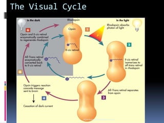 The Visual Cycle
drpankajyadav05@gmail.com
 