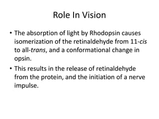 Role In Vision
• The absorption of light by Rhodopsin causes
isomerization of the retinaldehyde from 11-cis
to all-trans, and a conformational change in
opsin.
• This results in the release of retinaldehyde
from the protein, and the initiation of a nerve
impulse.
 