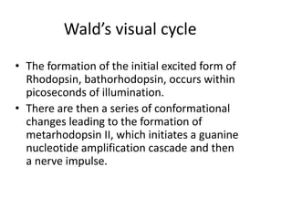 Wald’s visual cycle
• The formation of the initial excited form of
Rhodopsin, bathorhodopsin, occurs within
picoseconds of illumination.
• There are then a series of conformational
changes leading to the formation of
metarhodopsin II, which initiates a guanine
nucleotide amplification cascade and then
a nerve impulse.
 