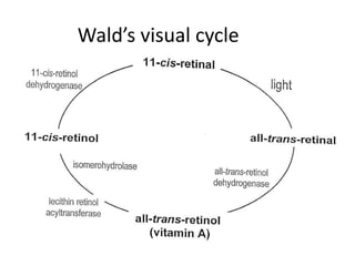 Wald’s visual cycle
 