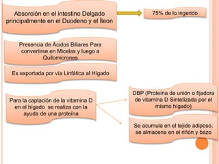 Absorción en el intestino Delgado
principalmente en el Duodeno y el Íleon
Presencia de Ácidos Biliares Para
convertirse en Micelas y luego a
Quilomicrones
Es exportada por vía Linfática al Hígado
75% de lo ingerido
Para la captación de la vitamina D
en el hígado se realiza con la
ayuda de una proteína
Se acumula en el tejido adiposo,
se almacena en el riñón y bazo
DBP (Proteína de unión o fijadora
de vitamina D Sintetizada por el
mismo hígado)
 