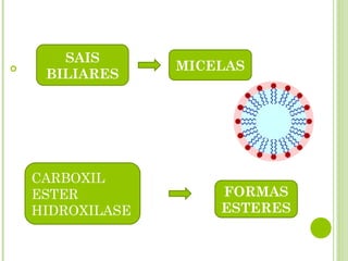  MICELAS
FORMAS
ESTERES
CARBOXIL
ESTER
HIDROXILASE
SAIS
BILIARES
 