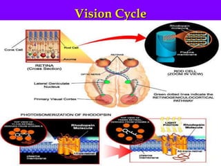 Vision Cycle

 