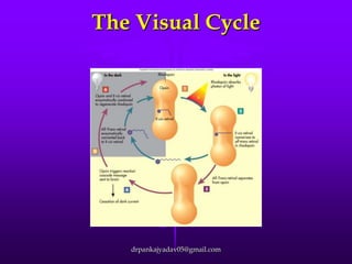 The Visual Cycle

drpankajyadav05@gmail.com

 