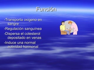 Función  -Transporta oxigeno en sangre -Regulación sanguínea -Dispersa el colesterol depositado en venas -Induce una normal actividad hormonal 