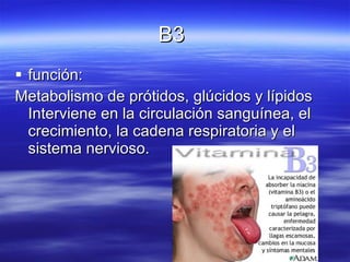 B3  función: Metabolismo de prótidos, glúcidos y lípidos  Interviene en la circulación sanguínea, el crecimiento, la cadena respiratoria y el sistema nervioso. 