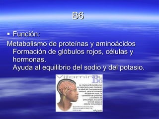 B6  Función: Metabolismo de proteínas y aminoácidos  Formación de glóbulos rojos, células y hormonas.  Ayuda al equilibrio del sodio y del potasio. 