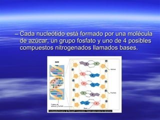 Cada nucleótido está formado por una molécula de azúcar, un grupo fosfato y uno de 4 posibles compuestos nitrogenados llamados bases.  