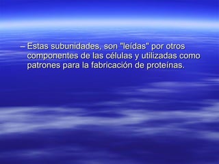 Estas subunidades, son "leídas" por otros componentes de las células y utilizadas como patrones para la fabricación de proteínas. 