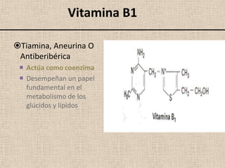 Vitamina B1

Tiamina, Aneurina O
 Antiberibérica
  Actúa como coenzima
  Desempeñan un papel
   fundamental en el
   metabolismo de los
   glúcidos y lípidos
 