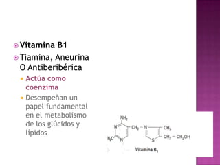  Vitamina  B1
 Tiamina, Aneurina
  O Antiberibérica
  Actúa como
   coenzima
  Desempeñan un
   papel fundamental
   en el metabolismo
   de los glúcidos y
   lípidos
 