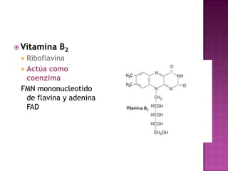  Vitamina   B2
  Riboflavina
  Actúa como
   coenzima
 FMN mononucleotido
   de flavina y adenina
   FAD
 