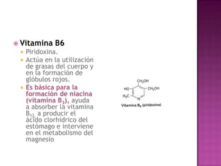  Vitamina   B6
  Piridoxina.
  Actúa en la utilización
   de grasas del cuerpo y
   en la formación de
   glóbulos rojos.
  Es básica para la
   formación de niacina
   (vitamina B3), ayuda
   a absorber la vitamina
   B12, a producir el
   ácido clorhídrico del
   estómago e interviene
   en el metabolismo del
   magnesio
 
