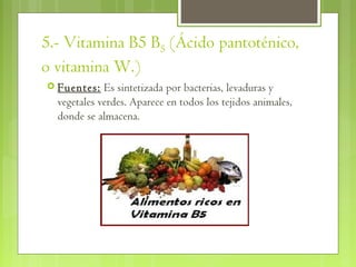 5.- Vitamina B5 B5 (Ácido pantoténico,
o vitamina W.)    
 Fuentes:   Es sintetizada por bacterias, levaduras y
  vegetales verdes. Aparece en todos los tejidos animales,
  donde se almacena.
 