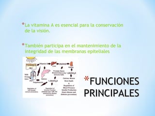 * La vitamina A es esencial para la conservación
de la visión.

* También participa en el mantenimiento de la
integridad de las membranas epiteliales

*FUNCIONES
PRINCIPALES

 