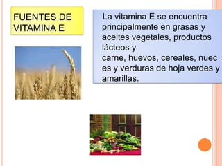 FUENTES DE
VITAMINA E

La vitamina E se encuentra
principalmente en grasas y
aceites vegetales, productos
lácteos y
carne, huevos, cereales, nuec
es y verduras de hoja verdes y
amarillas.

 
