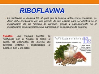 RIBOFLAVINA
• La riboflavina o vitamina B2, al igual que la tiamina, actúa como coenzima, es

decir, debe combinarse con una porción de otra enzima para ser efectiva en el
metabolismo de los hidratos de carbono, grasas y especialmente en el
metabolismo de las proteínas que participan en el transporte de oxígeno.

Fuentes: Las mejores fuentes de
riboflavina son el hígado, la leche, la
carne, las espinacas, los huevos, los
cereales enteros y enriquecidos, la
pasta, el pan y las setas.

 