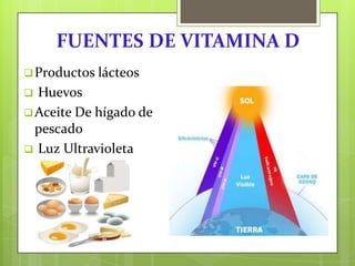 FUENTES DE VITAMINA D
 Productos

lácteos

Huevos
 Aceite De hígado de
pescado
 Luz Ultravioleta


 