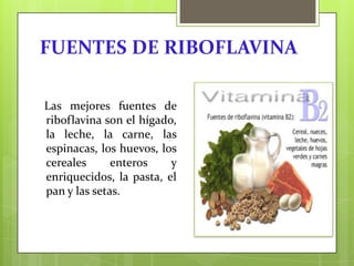FUENTES DE RIBOFLAVINA
Las mejores fuentes de
riboflavina son el hígado,
la leche, la carne, las
espinacas, los huevos, los
cereales
enteros
y
enriquecidos, la pasta, el
pan y las setas.

 