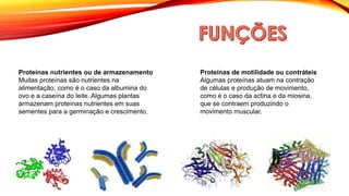 Proteínas nutrientes ou de armazenamento
Muitas proteínas são nutrientes na
alimentação, como é o caso da albumina do
ovo e a caseína do leite. Algumas plantas
armazenam proteínas nutrientes em suas
sementes para a germinação e crescimento.
Proteínas de motilidade ou contráteis
Algumas proteínas atuam na contração
de células e produção de movimento,
como é o caso da actina e da miosina,
que se contraem produzindo o
movimento muscular.
 