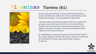 Vitaminas Tiamina (b1)
Actúa como coenzima de muchos sistemas enzimáticos.
Imprescindible en la utilización de los carbohidratos como
fuentes de energía y en el metabolismo del etanol.
necesaria para la formación acetil-coenzimaA a partir del
piruvato y para eliminación deCO2 en el ciclo de Krebs.
También es coenzima de la transcetolasa presente en el
hígado, riñones y hematíes, interviene en el alcance de la
ribosa con los ácidos nucleicos.
En cantidades de mg se encuentra en carnes (sobre todo la
de cerdo), hígados y riñones de ternera, germen y corteza de
las semillas de cereales, legumbres secas, nueces y
levaduras.
 