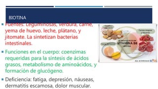 BIOTINA
 Fuentes: Leguminosas, verdura, carne,
yema de huevo. leche, plátano, y
jitomate. La sintetizan bacterias
intestinales.
 Funciones en el cuerpo: coenzimas
requeridas para la síntesis de ácidos
grasos, metabolismo de aminoácidos, y
formación de glucógeno.
 Deficiencia: fatiga, depresión, náuseas,
dermatitis escamosa, dolor muscular.
 