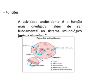 • Funções
A atividade antioxidante é a função
mais divulgada, além de ser
fundamental ao sistema imunológico
junto à vitamina C.
 
