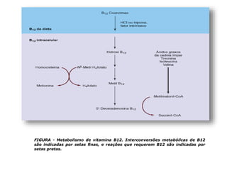 FIGURA - Metabolismo de vitamina B12. Interconversões metabólicas de B12
são indicadas por setas ﬁnas, e reações que requerem B12 são indicadas por
setas pretas.
 