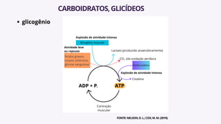 glicogênio
CARBOIDRATOS,GLICÍDEOS
FONTE:NELSON,D.L.;COX,M.M.(2019).
 