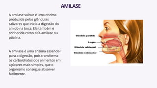 A amilase salivar é uma enzima
produzida pelas glândulas
salivares que inicia a digestão do
amido na boca. Ela também é
conhecida como alfa-amilase ou
ptialina.
A amilase é uma enzima essencial
para a digestão, pois transforma
os carboidratos dos alimentos em
açúcares mais simples, que o
organismo consegue absorver
facilmente.
AMILASE
 