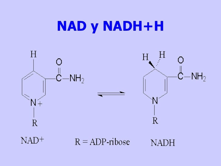 Vitaminas Hidrosolubles