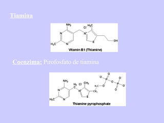 Tiamina Coenzima:  Pirofosfato de tiamina 