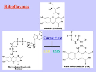 Riboflavina: Coenzimas: FAD FMN 