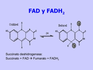 FAD y FADH 2 Succinato deshidrogenasa: Succinato + FAD    Fumarato + FADH 2 