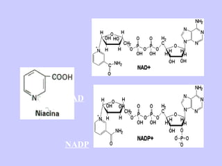 NAD NADP 