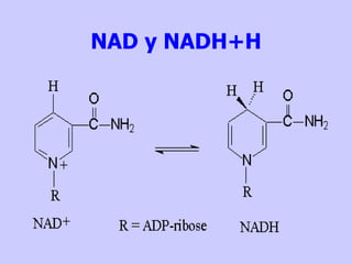 NAD y NADH+H 