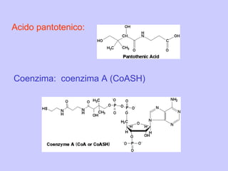 Acido pantotenico: Coenzima:  coenzima A (CoASH) 