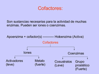 Cofactores: Son sustancias necesarias para la actividad de muchas enzimas. Pueden ser iones o coenzimas. Apoenzima + cofactor(s) ---------- Holoenzima (Activa) Cofactores Iones Coenzimas Activadores (leve) Metalo (fuerte) Cosustratos (Leve) Grupo prostético (Fuerte) 