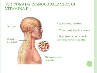 FUNÇÕES DA CIANOCOBALAMIDA OU
VITAMINA B12
Cérebro
Medula
Espinhal
Maturação das
hemácias
• Renovação celular
• Maturação das hemácias
• Bom funcionamento do
sistema nervoso central
 