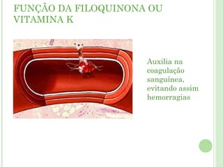 FUNÇÃO DA FILOQUINONA OU
VITAMINA K
Auxilia na
coagulação
sanguínea,
evitando assim
hemorragias
 