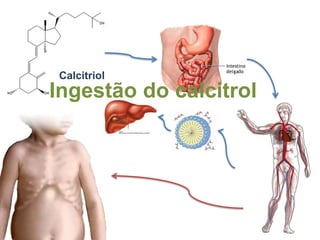 Papel bioquímico da colinaMobiliza as gorduras do fígado e é importante na formação do neurotransmissor acetilcolina além de agir com ativador de plaquetas. É ainda importante como componente de fosfolipídios e é fornecedora de radicais metil, essenciais para trocas metabólicas.