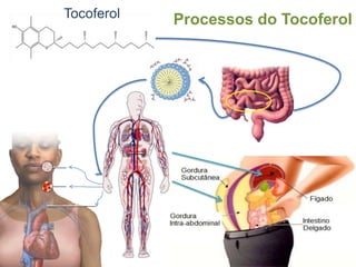 Processos da Vitamina CÁcido ascórbico