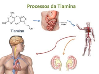 FontesA vitamina A é encontrada “pronta” na gema de ovo, no fígado animal, no queijo, no leite integral, na manteiga, no leite desnatado, na margarina, no azeite de dendê e no óleo de fígado de peixe.
