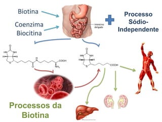 Processos da Vitamina B3Ácido nicotínico NicotinamidaFlora intestinal