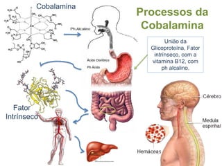 Deficiência de vitamina B8Pode causar dermatite, como também queda de pêlos e cabelos, bem como a alteração de sua cor.