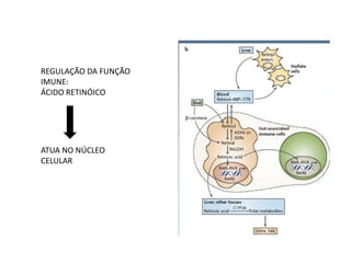 REGULAÇÃO DA FUNÇÃO
IMUNE:
ÁCIDO RETINÓICO
ATUA NO NÚCLEO
CELULAR
 