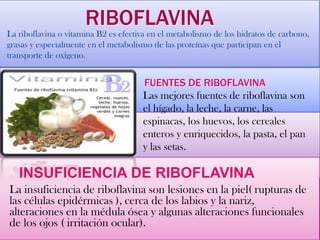 RIBOFLAVINA
La riboflavina o vitamina B2 es efectiva en el metabolismo de los hidratos de carbono,
grasas y especialmente en el metabolismo de las proteínas que participan en el
transporte de oxígeno.
FUENTES DE RIBOFLAVINA
Las mejores fuentes de riboflavina son
el hígado, la leche, la carne, las
espinacas, los huevos, los cereales
enteros y enriquecidos, la pasta, el pan
y las setas.
INSUFICIENCIA DE RIBOFLAVINA
La insuficiencia de riboflavina son lesiones en la piel( rupturas de
las células epidérmicas ), cerca de los labios y la nariz,
alteraciones en la médula ósea y algunas alteraciones funcionales
de los ojos ( irritación ocular).
 